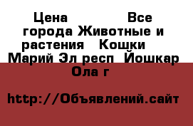 Zolton › Цена ­ 30 000 - Все города Животные и растения » Кошки   . Марий Эл респ.,Йошкар-Ола г.